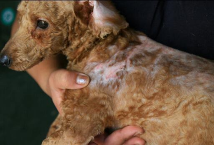 Chó Poodle bị rụng lông từng mảng lớn do nấm da cần được cạo lông để điều trị.
