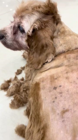 Cạo lông chó bị nấm giúp bộc lộ rõ vùng da viêm nhiễm để bôi thuốc hiệu quả hơn.