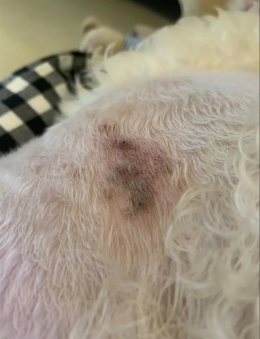 Vết nấm da nhỏ khu trú trên cơ thể chó không cần phải cạo sạch lông toàn thân.