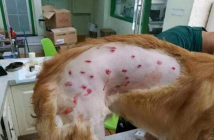 Hậu quả của việc cạo lông chó bị nấm sai kỹ thuật gây viêm da bội nhiễm nặng.