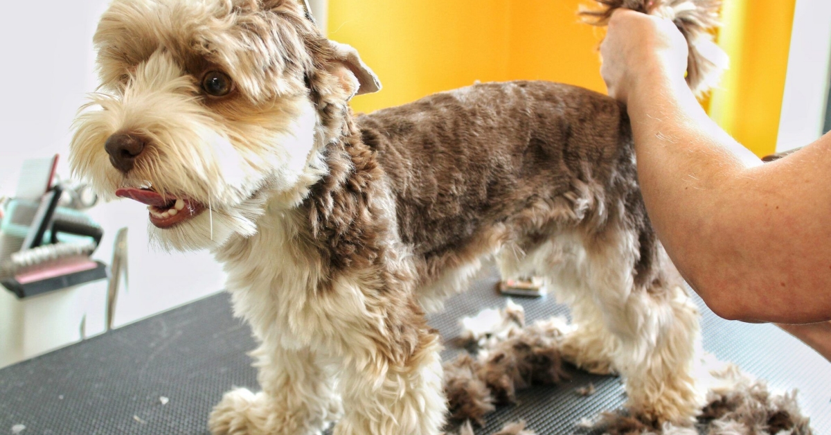 Cắt tỉa lông chó bị nấm đúng kỹ thuật giúp tránh làm phát tán bào tử nấm ra môi trường.