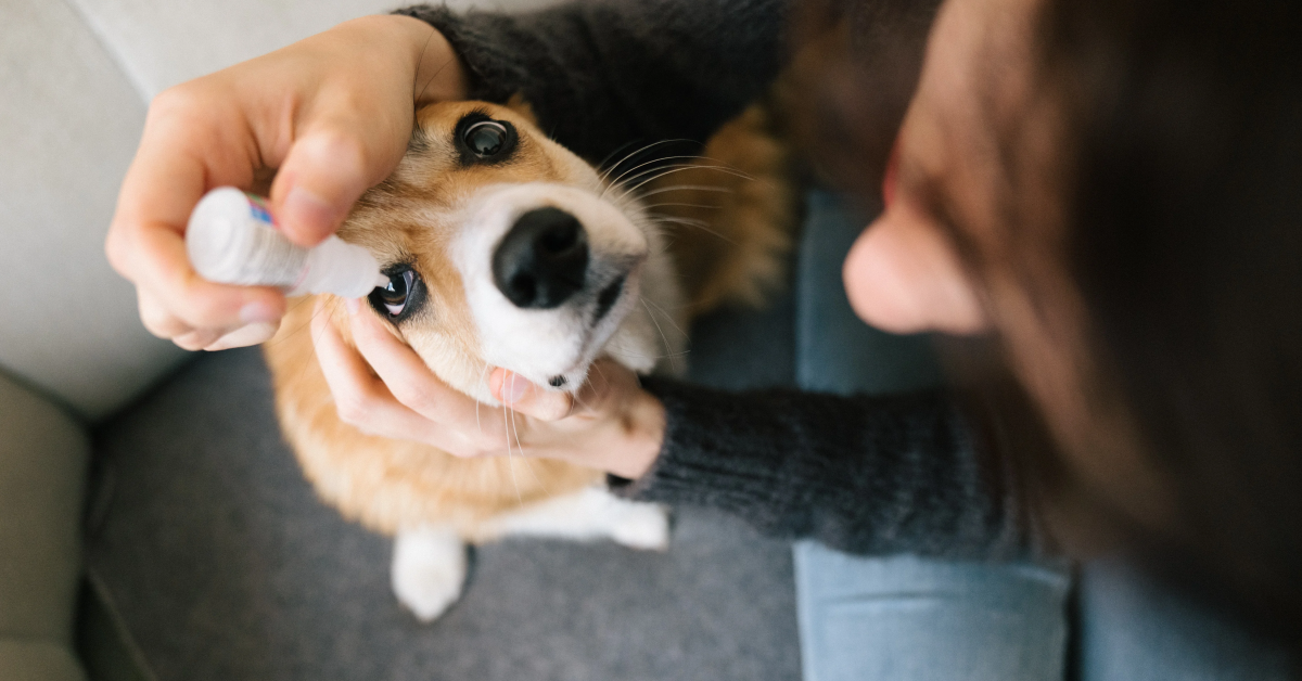 có nên dùng thuốc nhỏ mắt của người cho chó