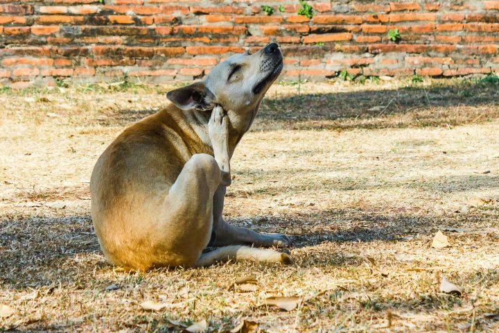 Chó gãi ngứa liên tục và phát ra mùi hôi do viêm nhiễm da liễu.