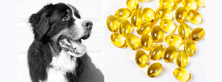 Bổ sung dầu cá Omega 3 vào thức ăn giúp bảo vệ màng nước mắt cho chó mèo.