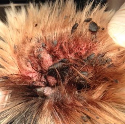 Dấu hiệu chó mèo bị viêm tai