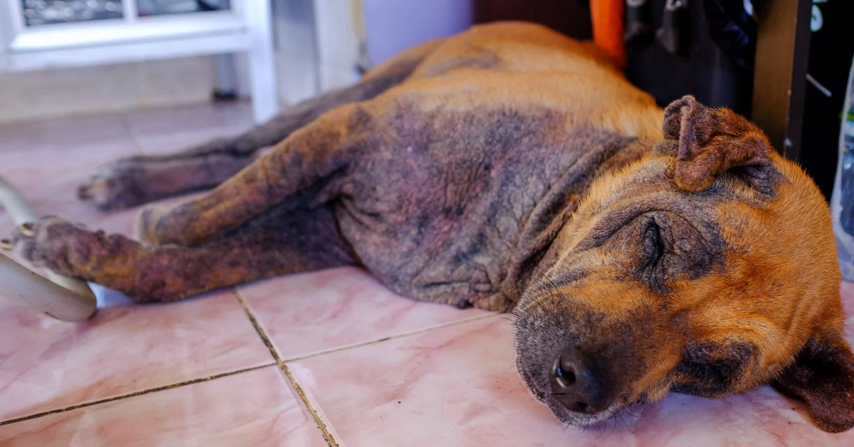 Dấu hiệu ghẻ chó giai đoạn đầu