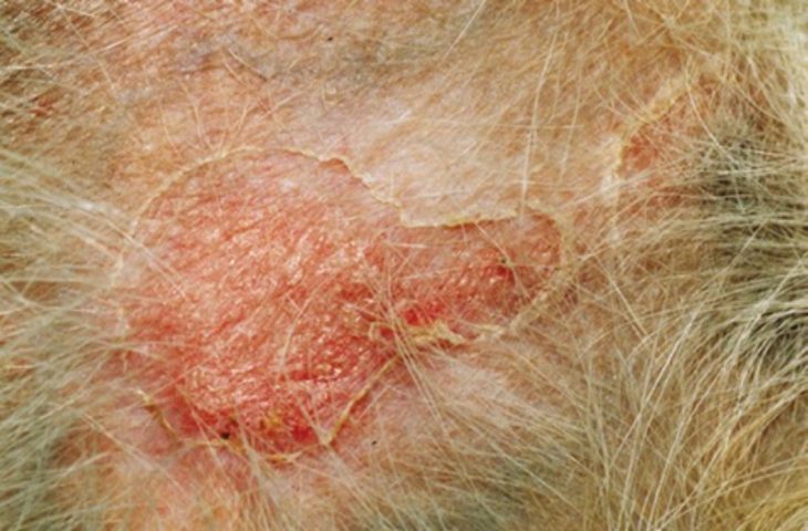 Dấu hiệu lâm sàng Viêm da mủ ở chó với các vòng vảy tiết