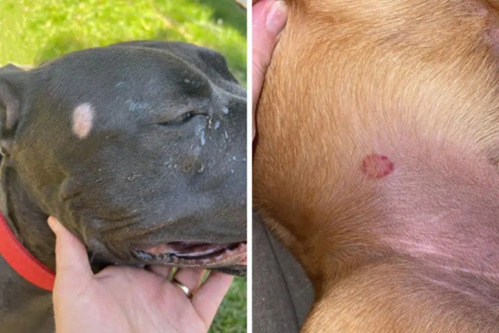 Dấu hiệu nấm ringworm bùng phát ở chó với các mảng rụng lông hình đồng xu tấy đỏ