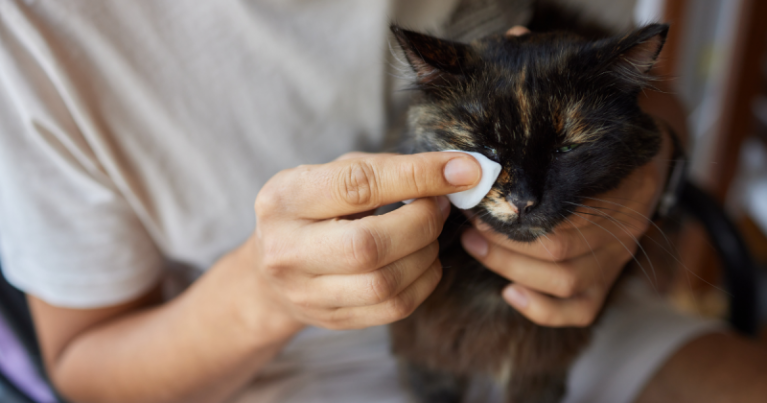 Vệ sinh khóe mắt cho chó mèo hàng ngày bằng gạc mềm và dung dịch chuyên dụng để phòng ngừa bệnh viêm kết mạc.