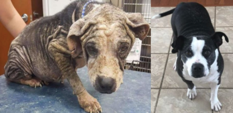 Chó bị ghẻ lở phục hồi bộ lông hoàn toàn sau khi tuân thủ phác đồ điều trị 8 tuần.