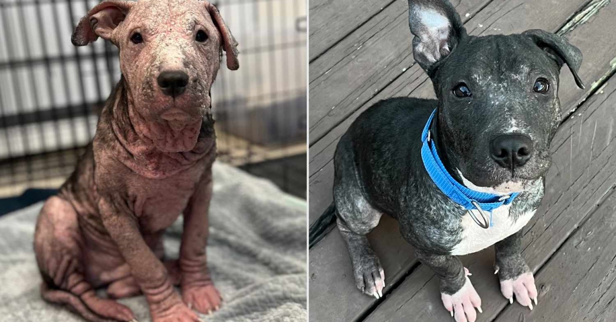 Điều trị bệnh ghẻ chó mèo