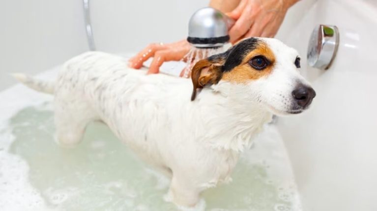 Sữa tắm y khoa trị nấm giúp phân rã vảy sừng