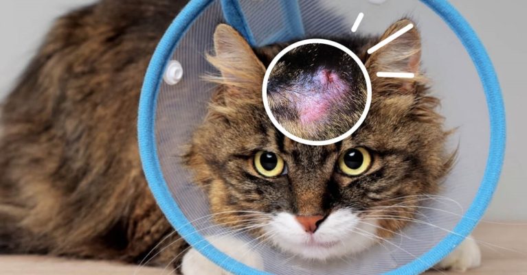 Điều trị nấm da chó mèo