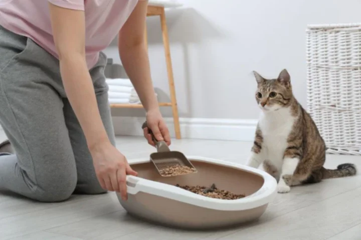 dọn khay cát mèo mỗi ngày loại bỏ amoniac gây mùi