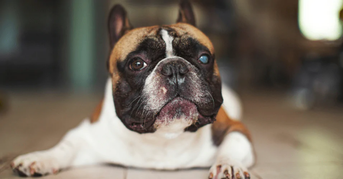 Đục thủy tinh thể ở chó mèo