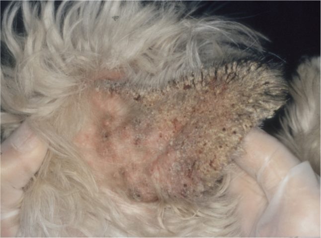 Cận cảnh vành tai chó bị ghẻ Sarcoptes đóng vảy sừng cứng và rụng lông