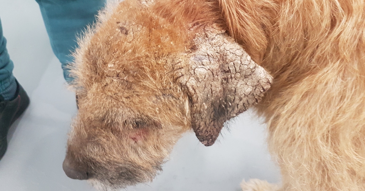 Chó bị ghẻ cái Sarcoptes tấn công