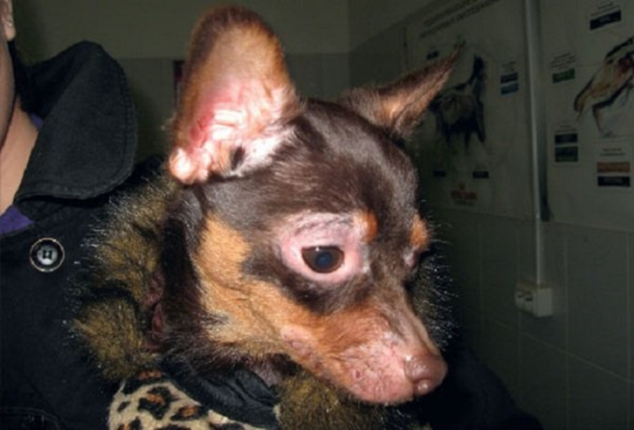 Cận cảnh đầu của một chú chó nhỏ màu nâu, đang được một người mặc áo khoác đen ôm. Vùng da quanh mắt chú chó rất đỏ, sưng tấy và rụng lông do Demodex.