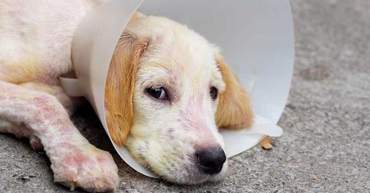 Một chú chó nhỏ màu vàng nhạt ốm yếu, đeo vòng cổ bảo hộ loa (E-collar) màu trắng, nằm trên nền bê tông với đôi mắt buồn bã.