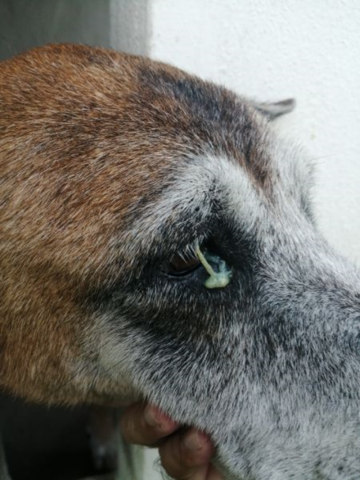 Chó bị đổ ghèn xanh, vàng đặc quánh ở mí mắt do nhiễm trùng viêm kết mạc nặng.