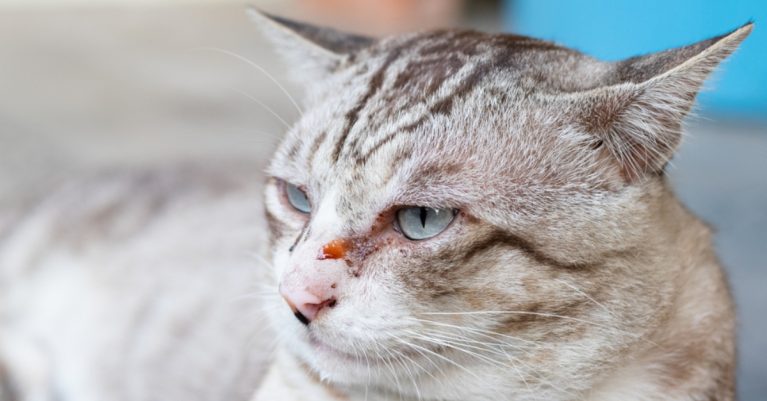 Mắt mèo đổ ghèn