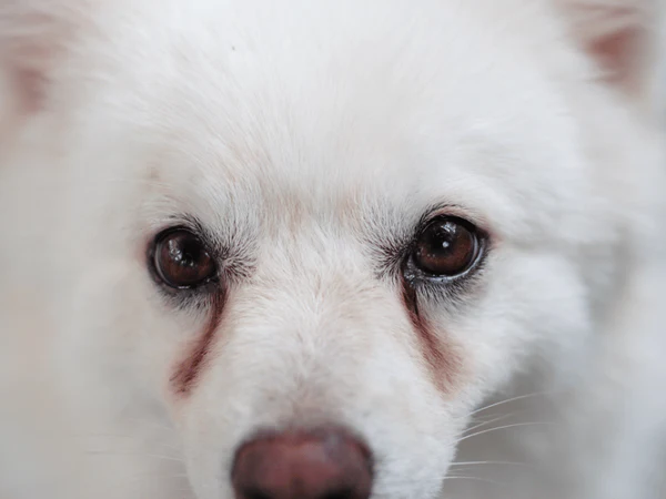 Hiện tượng trào ngược nước mắt Epiphora gây ố vàng lông vùng mắt ở chó.