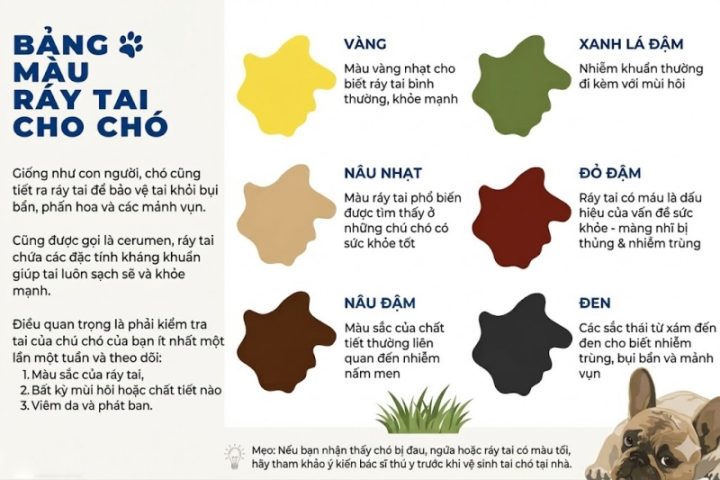 Đoán bệnh chó mèo thông qua màu sắc ráy tai