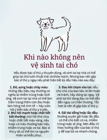 Hướng dẫn vệ sinh tai chó mèo đúng cách