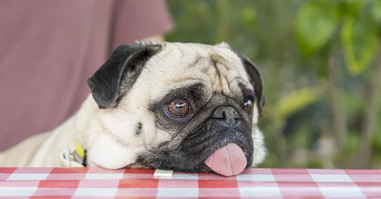 Hướng dẫn vệ sinh mắt chó mặt ngắn