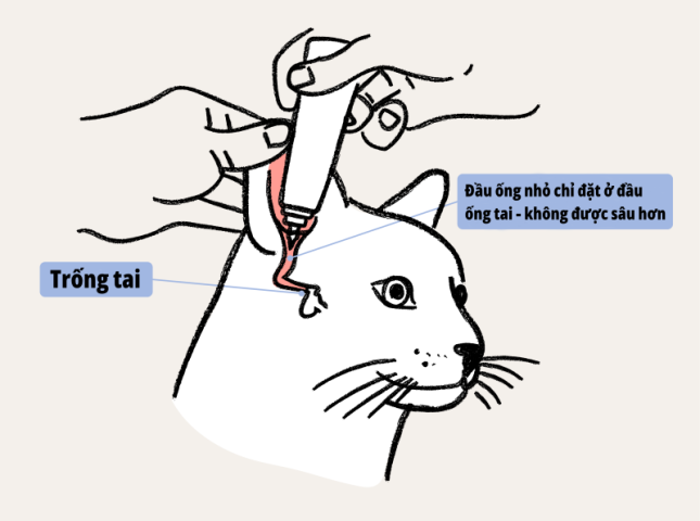 Kỹ thuật kéo vành tai để làm thẳng ống đứng khi vệ sinh tai thú cưng.