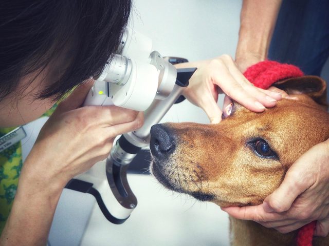 Bác sĩ thú y kiểm tra tiến triển phục hồi của giác mạc sau khi sử dụng dung dịch hỗ trợ