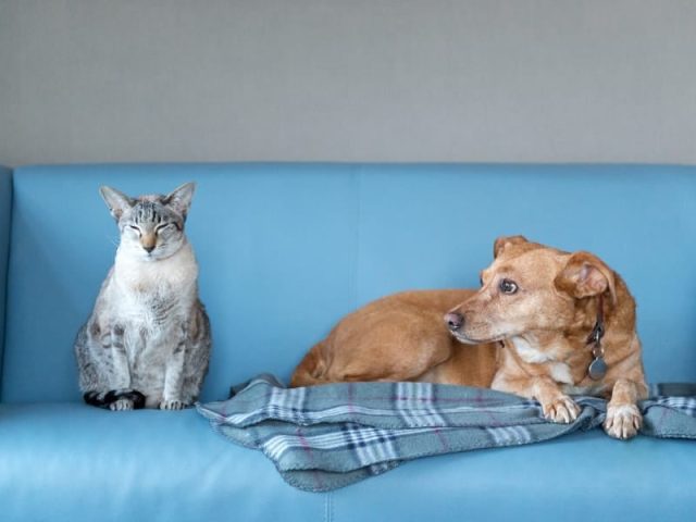 cách khử mùi nước tiểu chó mèo trên sofa và nệm vải