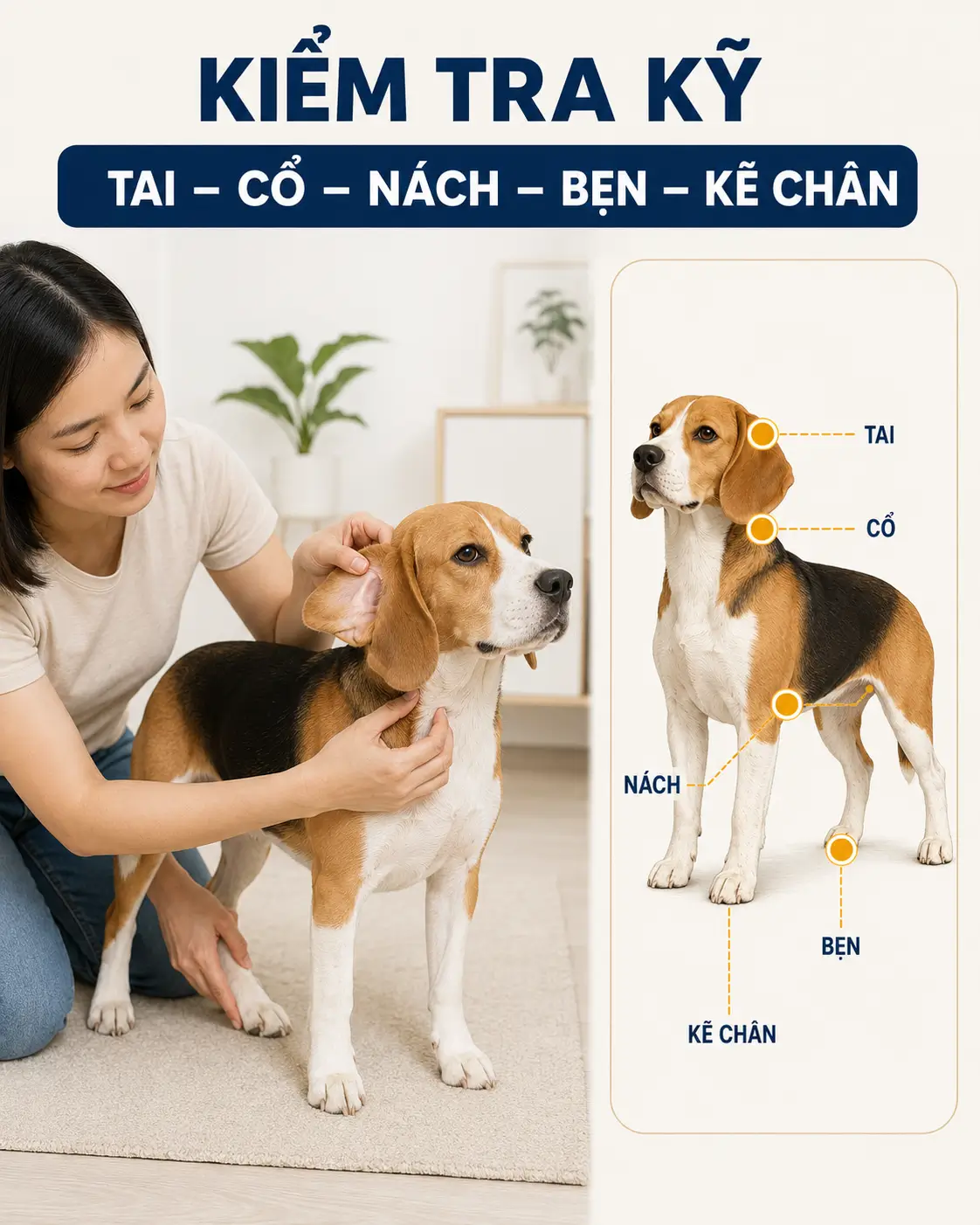Các vị trí thường cần kiểm tra ve trên cơ thể chó.