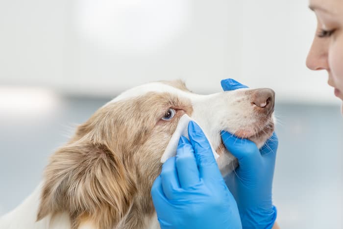 Cần nhỏ dung dịch để làm mềm ghèn cứng trước khi lau, tuyệt đối không cạy sống gây rách da.