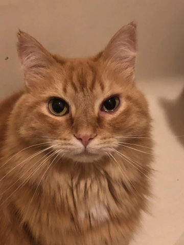 Cận cảnh mèo bị sưng 1 bên mắt, mí mắt đỏ tấy và nhắm nghiền do viêm nhiễm hoặc chấn thương.