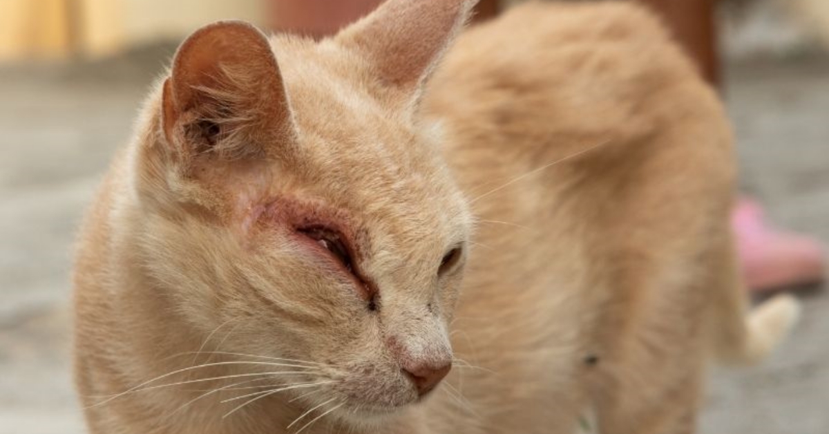 mắt mèo bị sưng đỏ