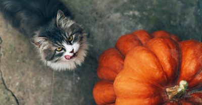 Mèo ăn bí đỏ sáng mắt