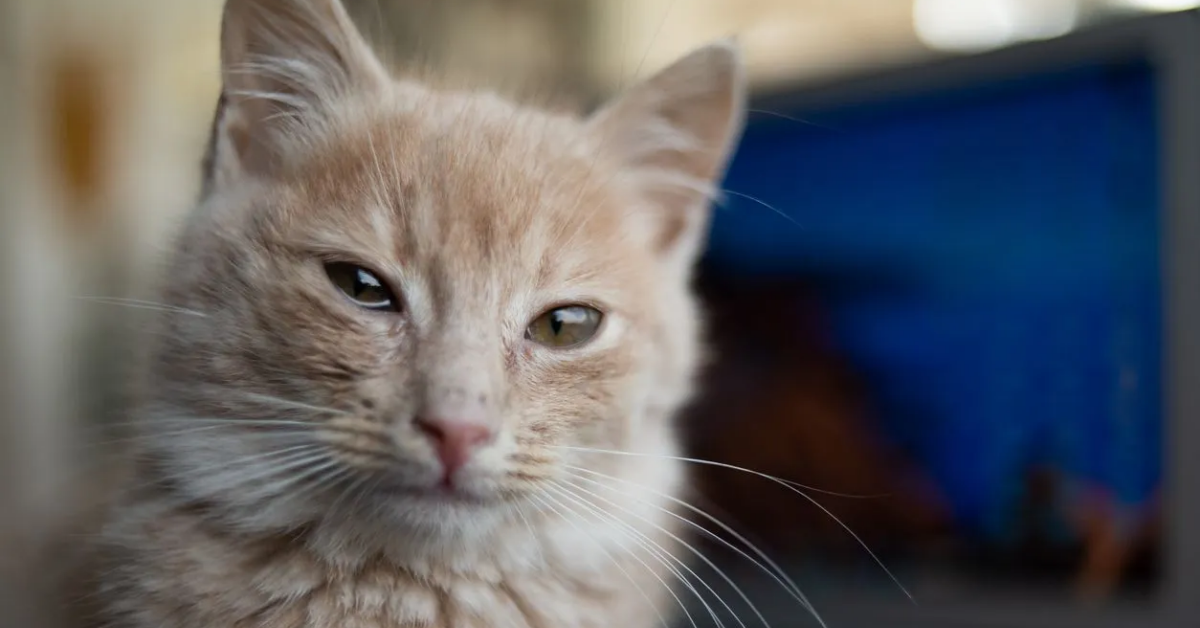 mèo bị chảy nước mắt