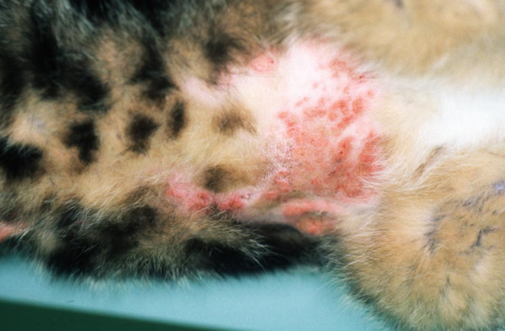 Vùng cổ và ngực mèo lộ rõ làn da đỏ rực, nổi mẩn đỏ từng nốt dày đặc và rụng lông do dị ứng hoặc bọ chét.