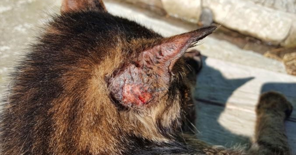 mèo bị đỏ da đóng vảy