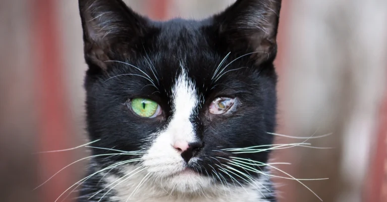 Mèo bị loét giác mạc