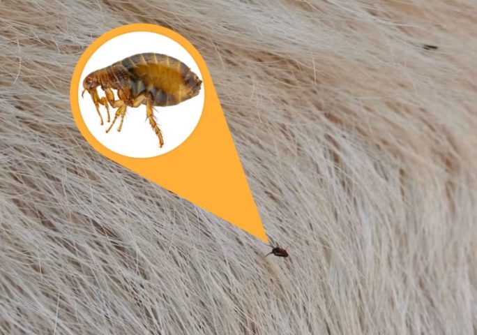 Cận cảnh một con bọ chét nhỏ trên lông trắng của mèo, với một vòng tròn phóng đại màu cam hiển thị chi tiết hình dáng vỏ cứng màu nâu đen của bọ chét.