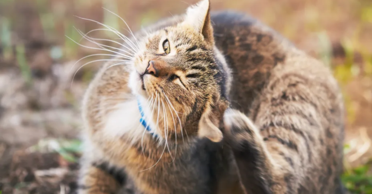 Mèo bị rận có lây sang người không?