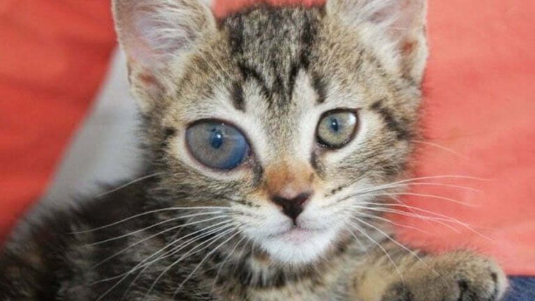 Cận cảnh mèo bị tăng nhãn áp khiến một bên nhãn cầu sưng to và lồi hẳn ra ngoài.