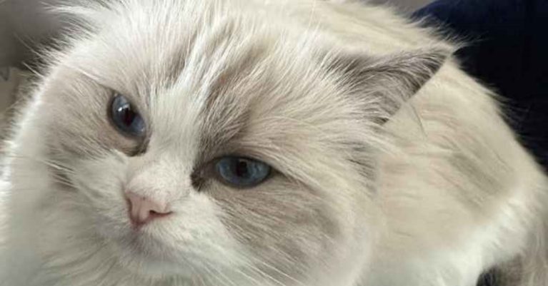 Mèo bị thâm khóe mắt