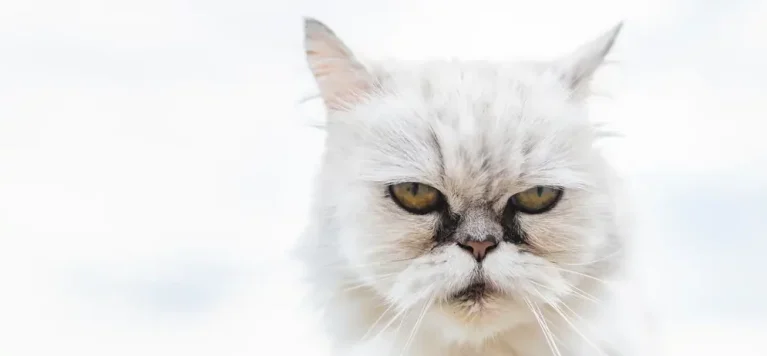 Hợp chất Porphyrin trong nước mắt khi bị oxy hóa sẽ tạo thành các vệt ố màu nâu đỏ hoặc đen bám chặt quanh khóe mắt mèo.