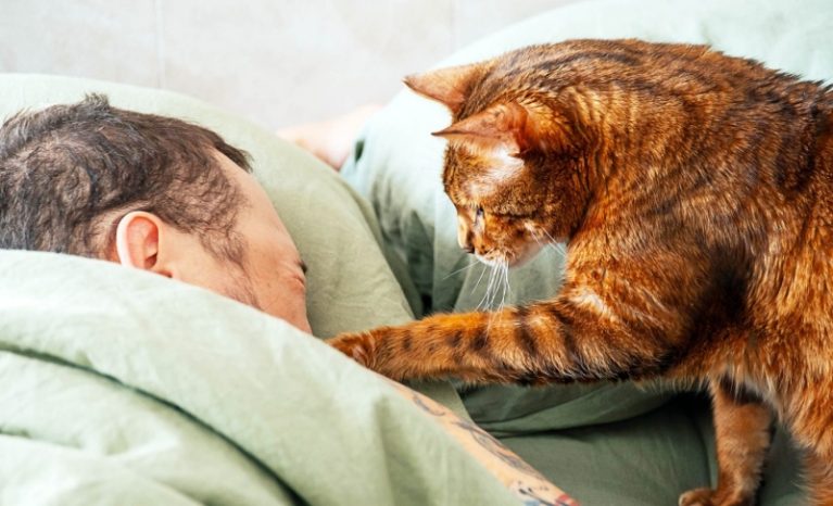 Mèo nằm trên giường ngủ của người, tiềm ẩn nguy cơ lây truyền mầm bệnh và bào tử nấm.