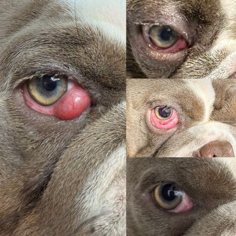 Cận cảnh chó Pug bị lồi mộng mắt (mộng thịt) màu đỏ ở khóe mắt.