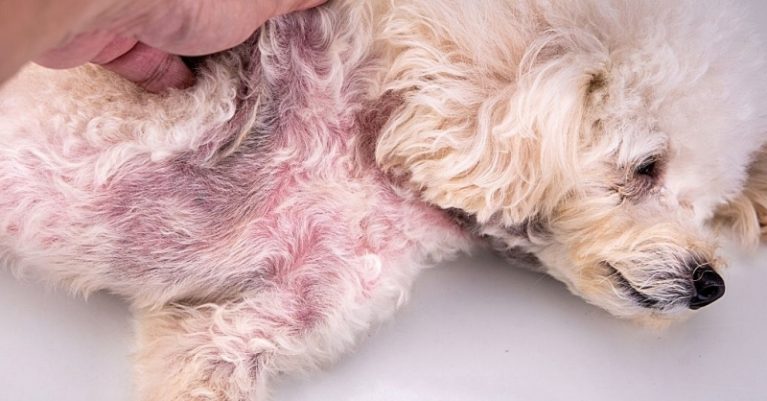 Môi trường nồm ẩm và việc không sấy khô lông là nguyên nhân hàng đầu gây bệnh nấm da chó mèo.