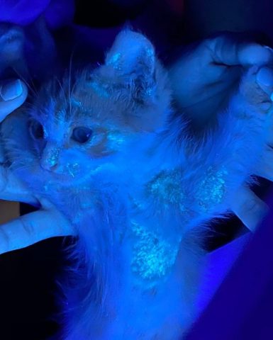 Bác sĩ thú y sử dụng đèn Wood chẩn đoán bệnh nấm da mèo phát sáng màu xanh huỳnh quang.